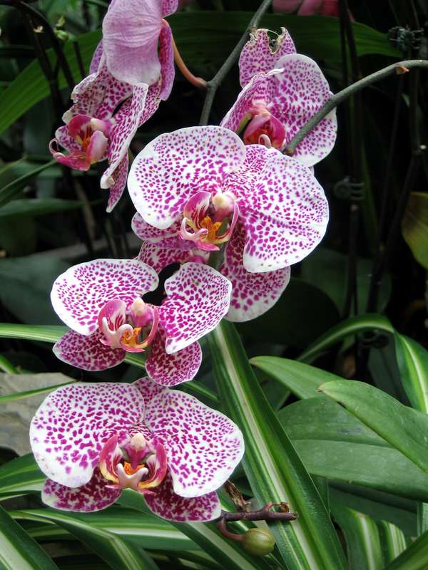 Close up of a cluster of pink orchids